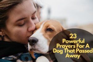 23 Powerful Prayers For A Dog That Passed Away