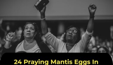 24 Praying Mantis Eggs In Christmas Tree